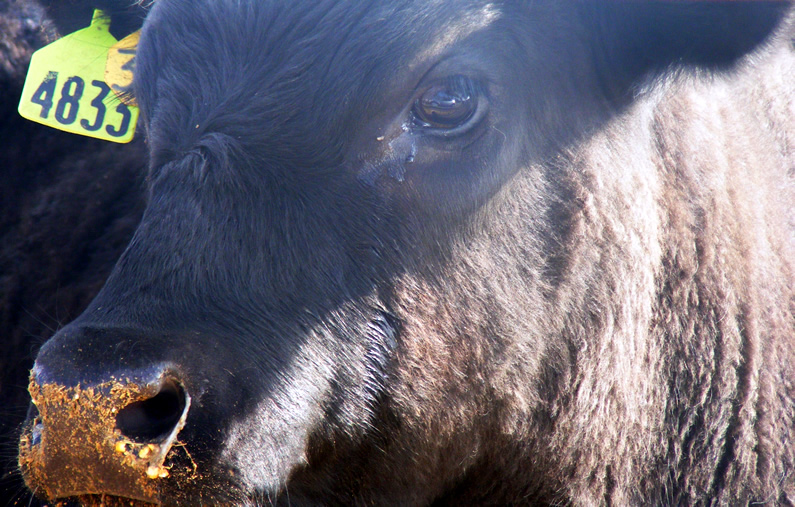 calf