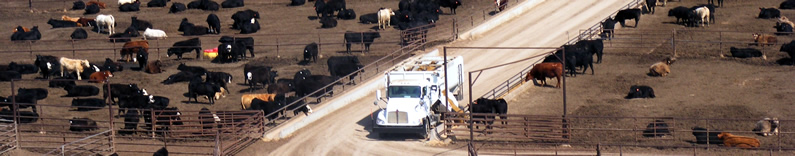 Feeding